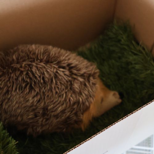 Meet Hope the Hedgehog